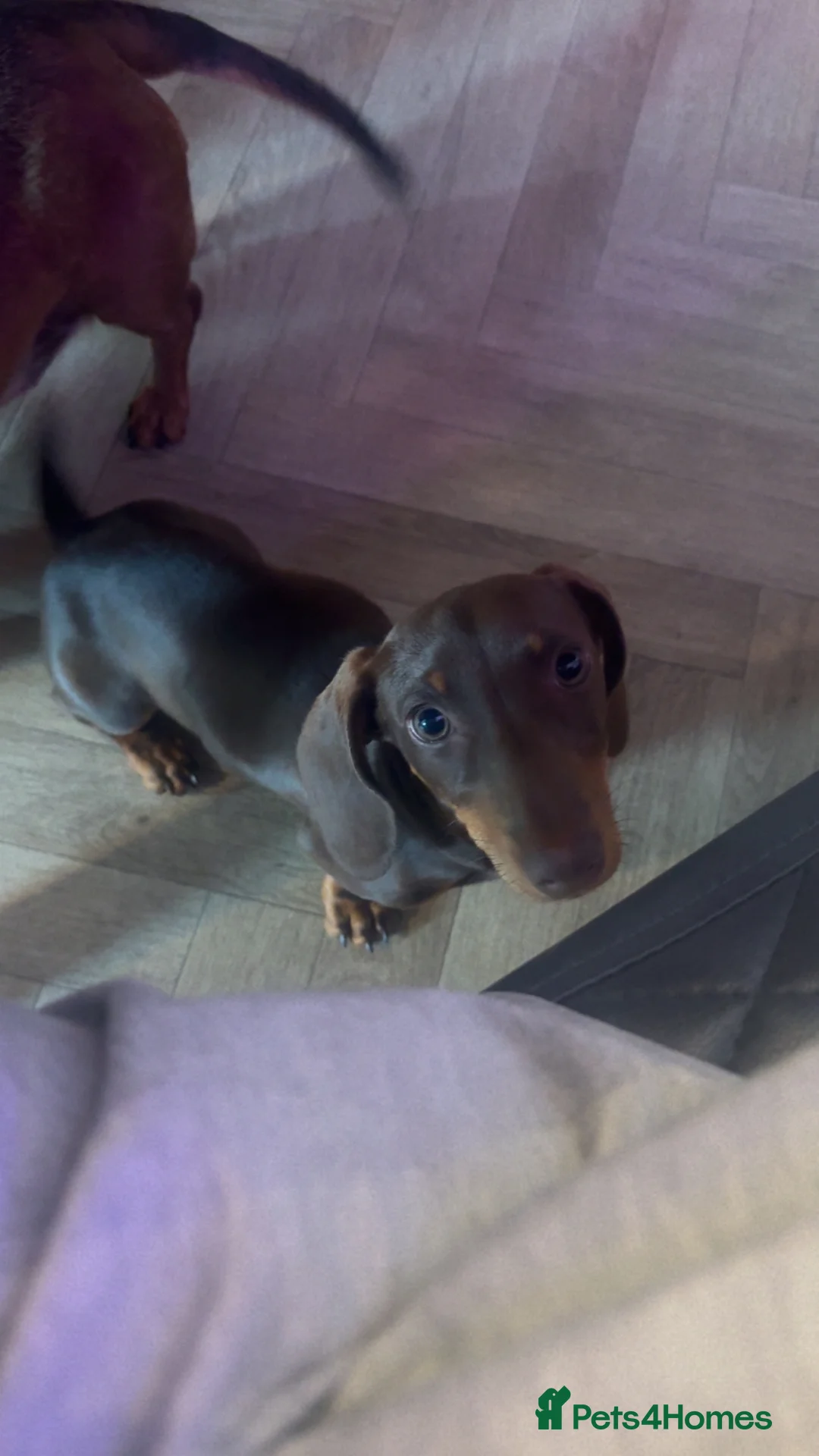 Dachshund dogs for sale: Mabel the Dachshund 🐶 REHOME FOR FREE  - Advert 15