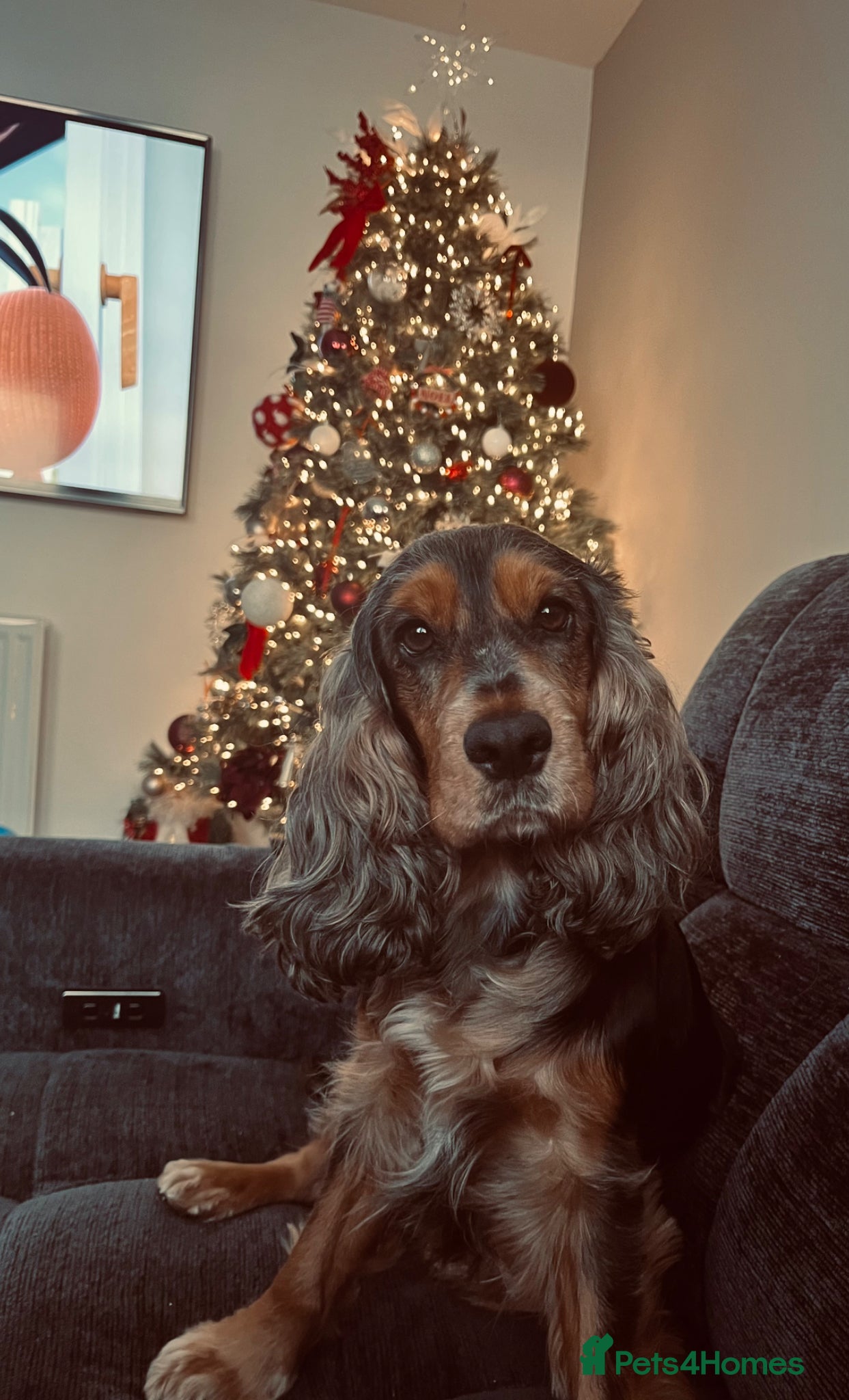 Cocker Spaniel dogs English show cocker spaniel  - Advert 1