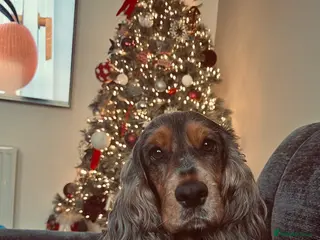 Cocker Spaniel dogs English show cocker spaniel - Advert 1