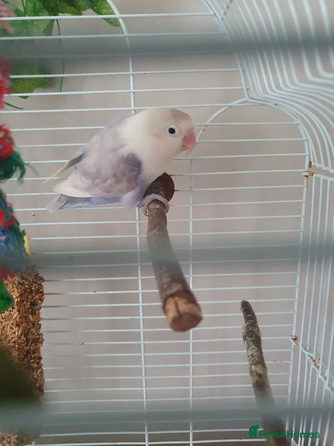 Lovebirds birds for sale: Fischers lovebird hen not tame - Advert 2