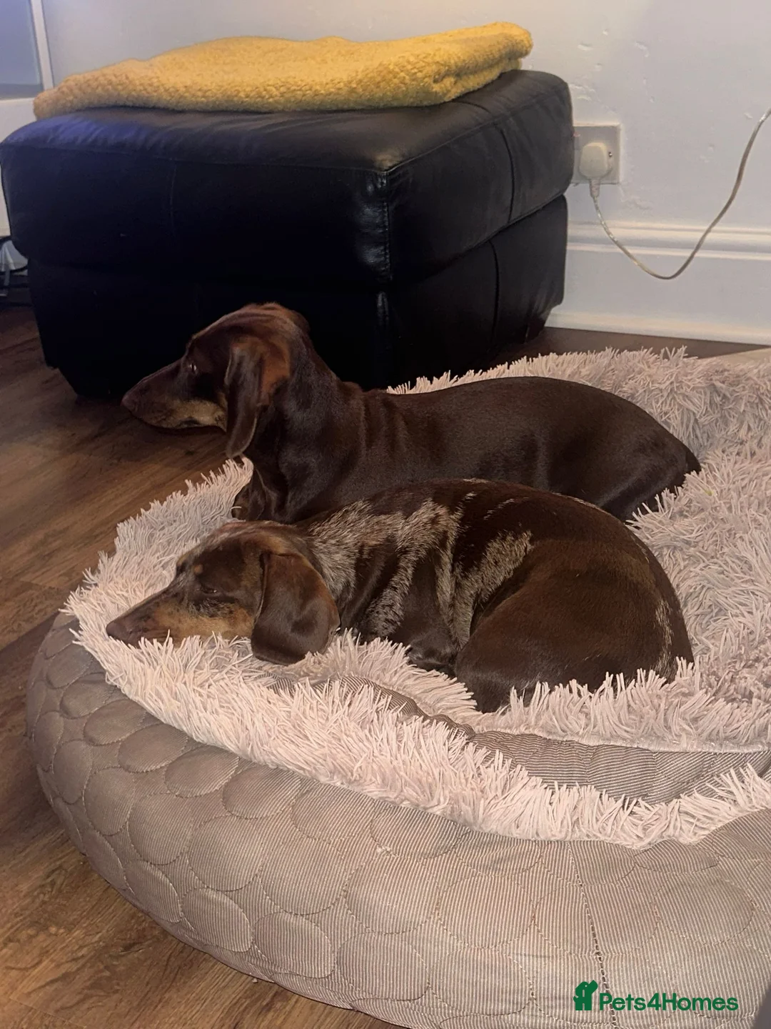 Miniature Dachshund dogs for sale: Chocolate dapple female - Advert 8
