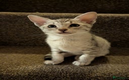 Savannah cats for sale: Snow leopard Savannah F6 kittens  - Image 3