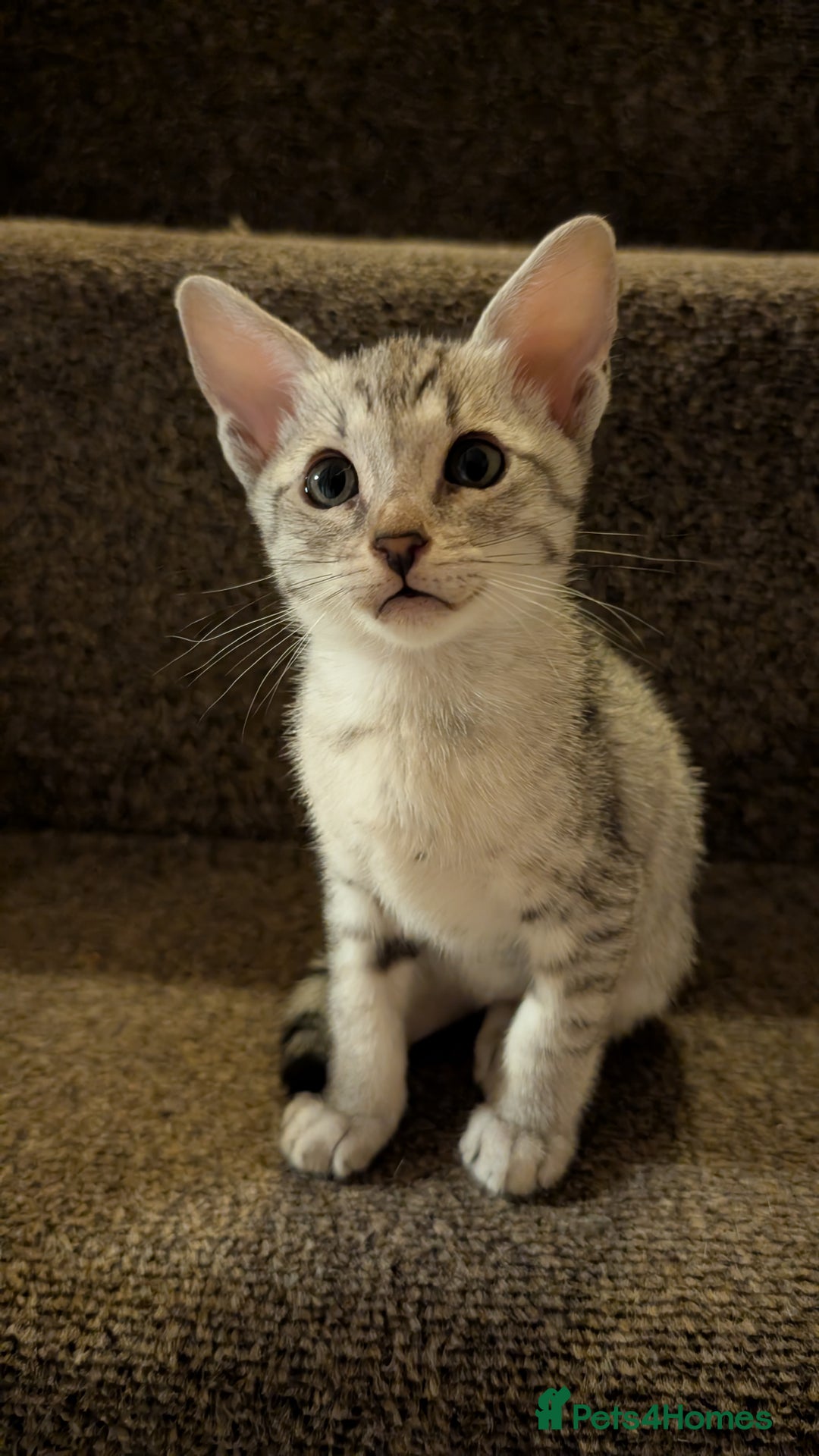 Savannah cats for sale: Snow leopard Savannah F6 kittens  - Image 3