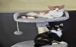 Mixed Breed cats for sale: 2 kittens left  - Image 2