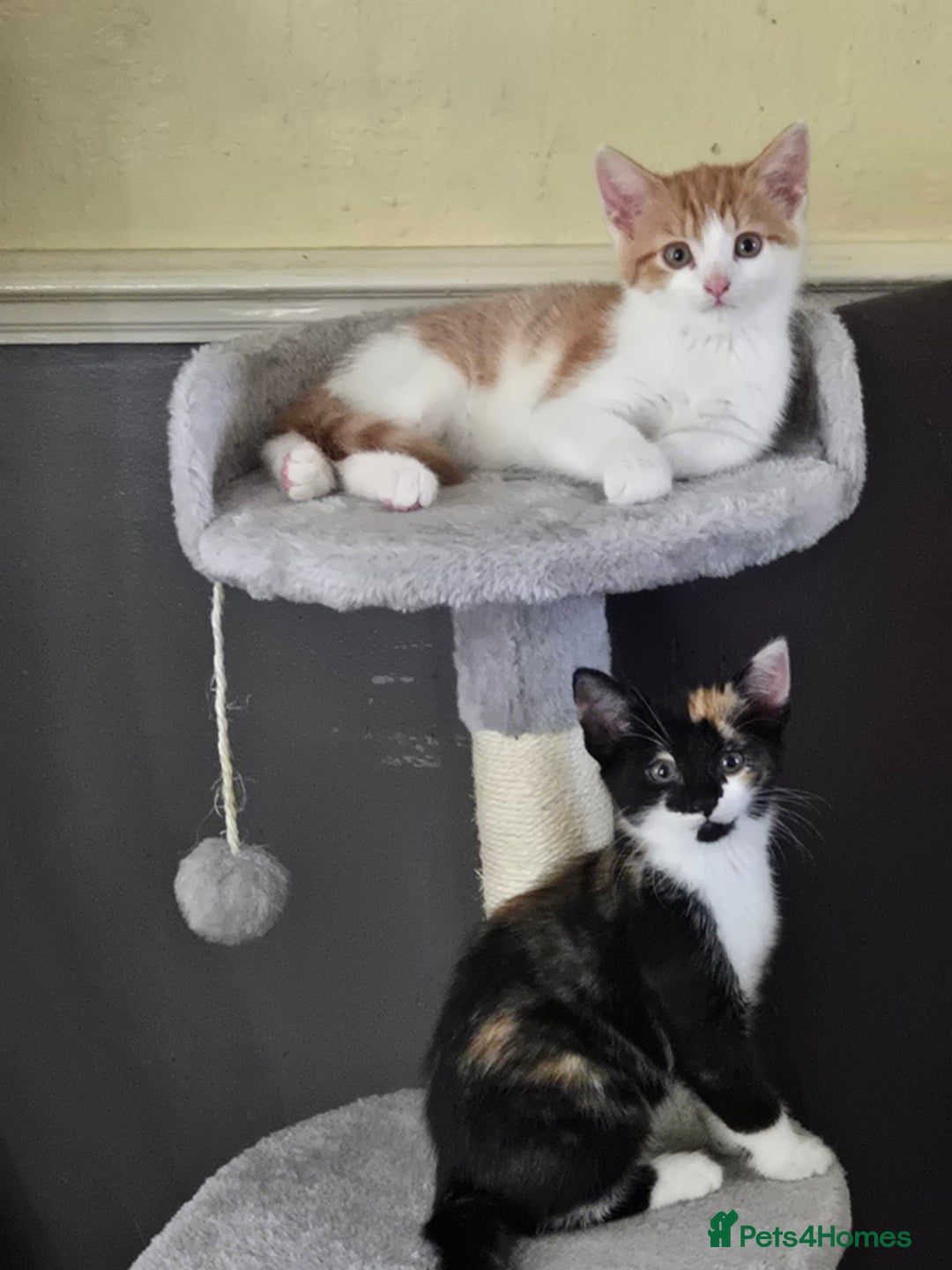 Mixed Breed cats for sale: 2 kittens left  - Image 2