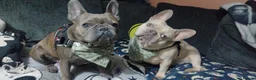 French Bulldog dogs for sale: 4 French Bulldogs for sale in Crawley - Advert 2