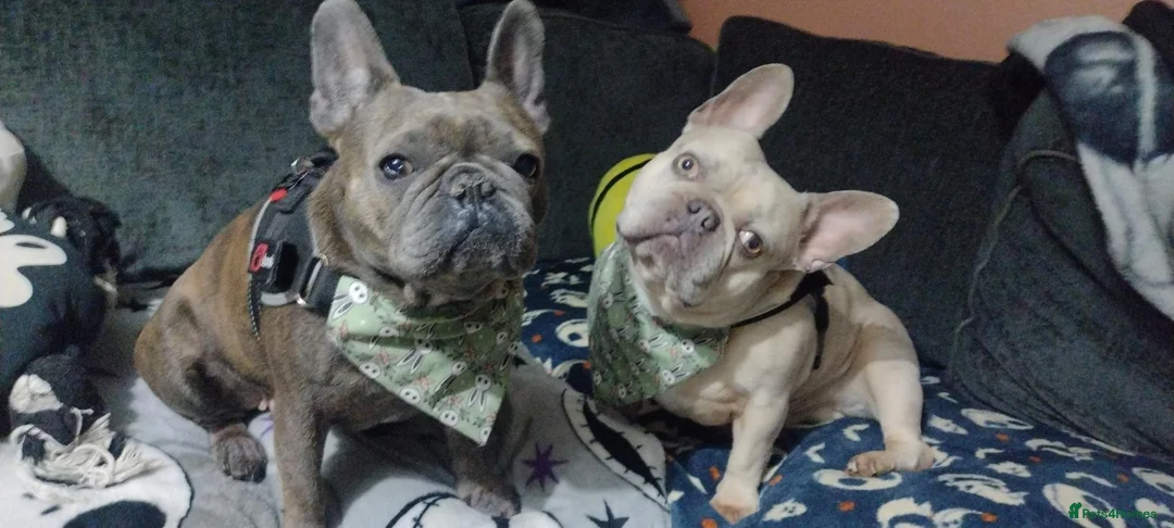 French Bulldog dogs for sale: 4 French Bulldogs for sale in Crawley - Advert 2