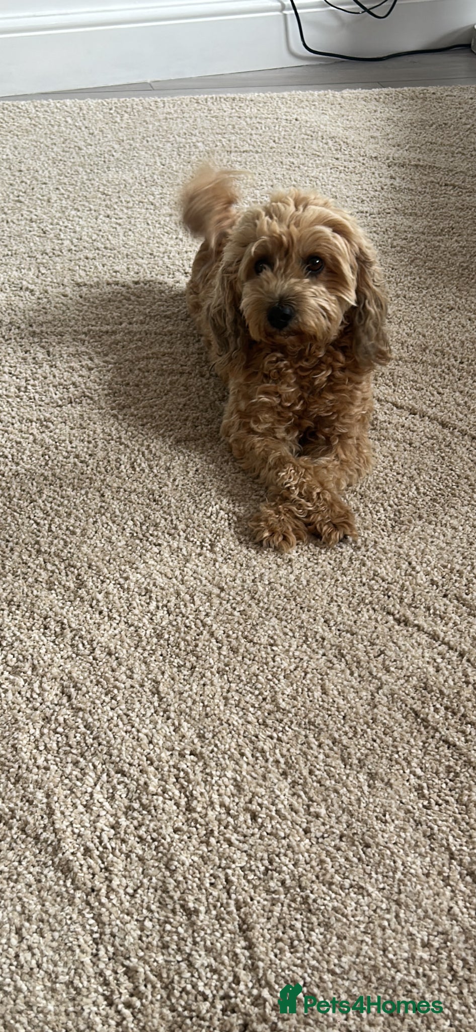 Cavapoo dogs Beautiful F1B Cavapoo Puppies - Advert 2