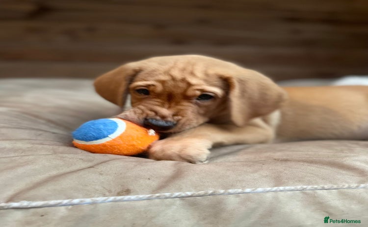 Labrador Retriever dogs - Advert 15