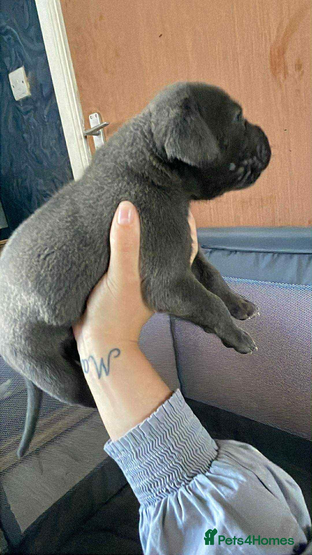 Cane Corso dogs for sale: Beautiful cane corso puppies  - Image 27