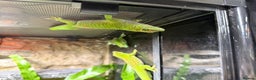 Gecko reptiles for sale: Madagascan Giant Day Gecko Female Trio - Advert 3