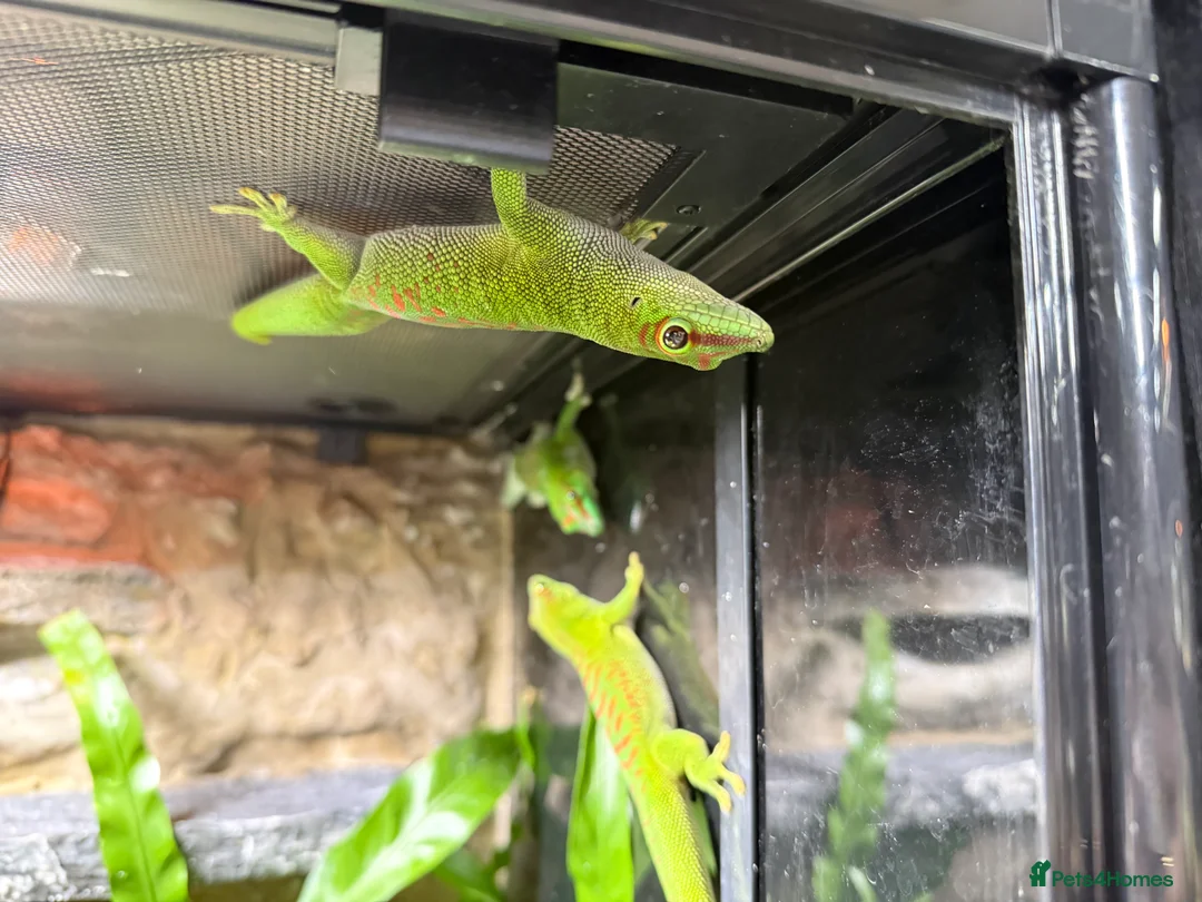 Gecko reptiles for sale: Madagascan Giant Day Gecko Female Trio - Advert 4