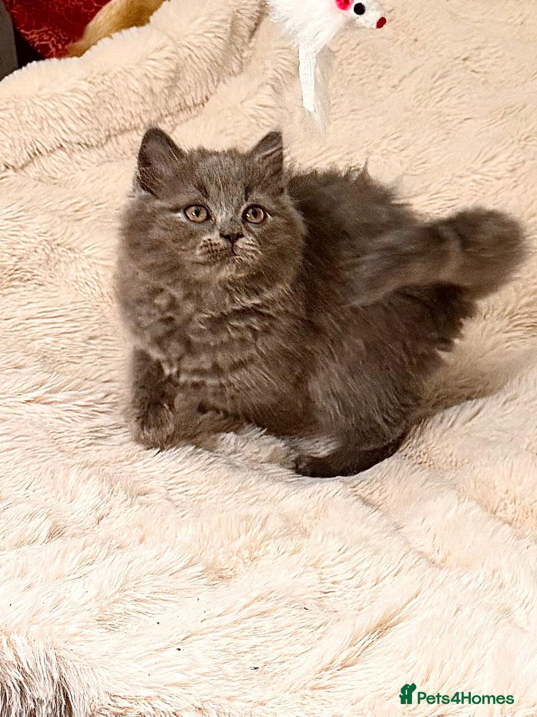 British Longhair cats for sale: !!Champion Bloodline!! British longhair GCCF stoke - Advert 8