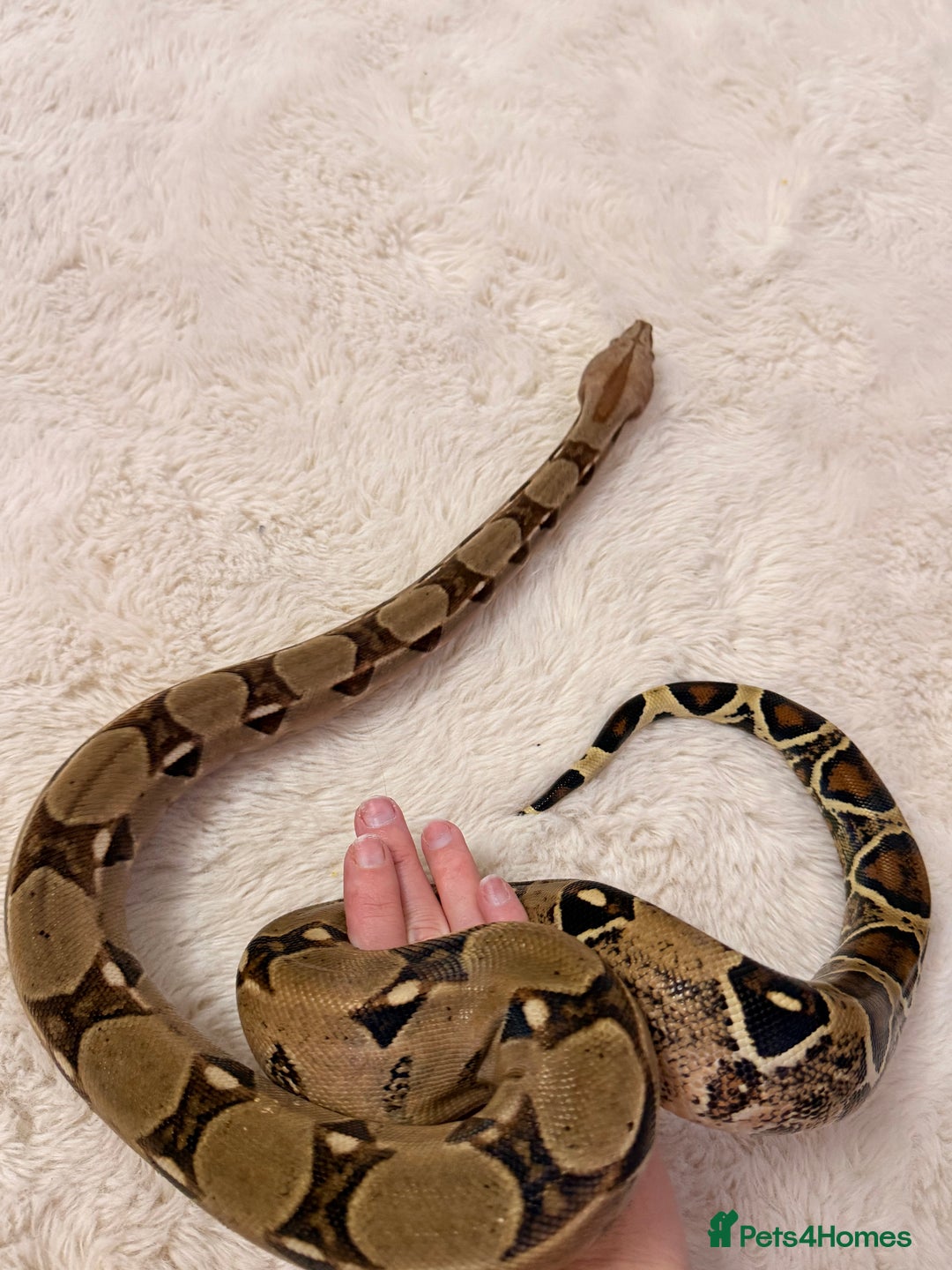 Boa Snake reptiles for sale: Female boa & full set up  - Advert 1