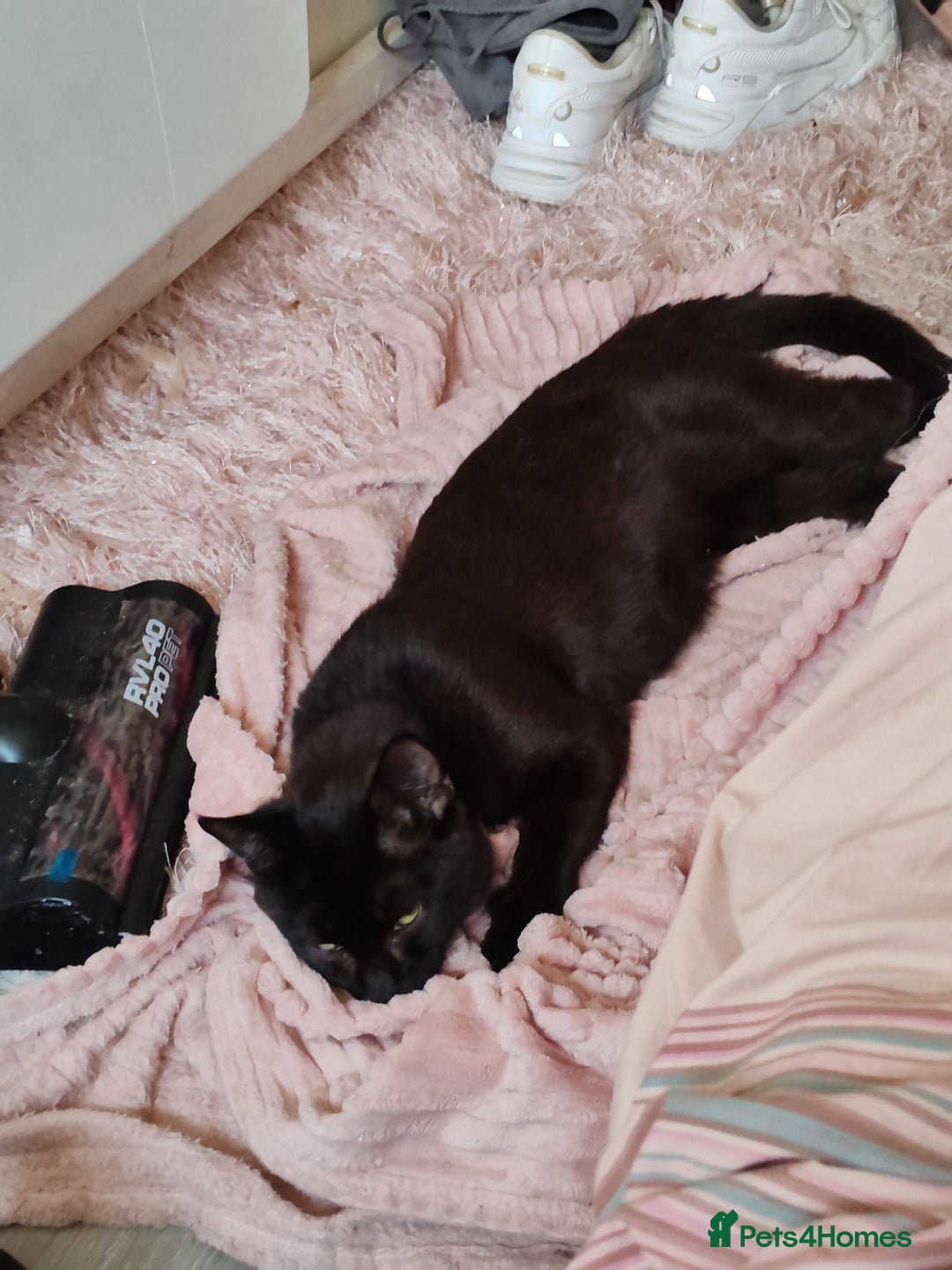 British Longhair cats for sale: Brother and sister  - Advert 2