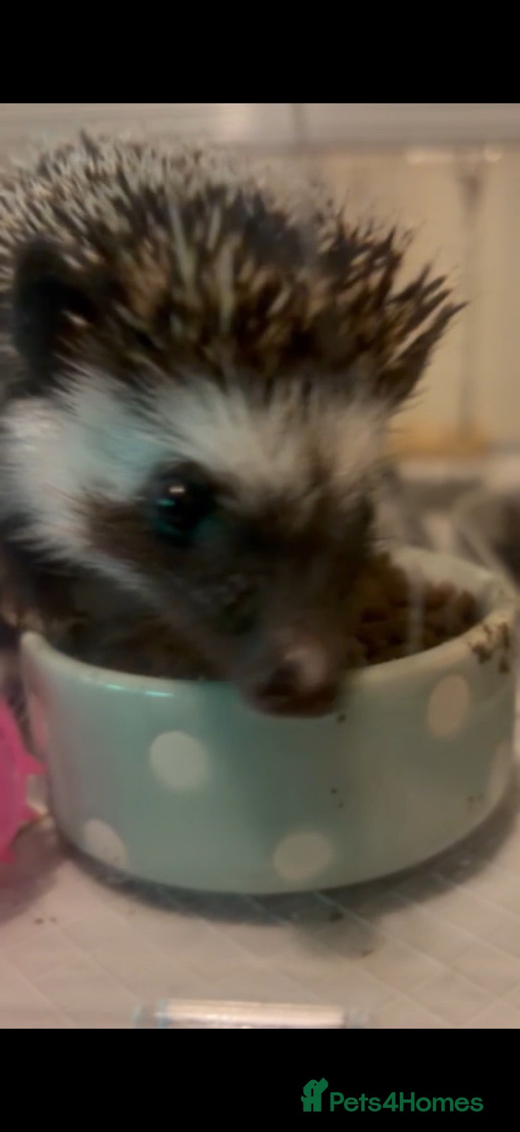 Pygmy Hedgehog rodents for sale: Set of Pygmy hedgehogs read description £200 each  - Advert 7