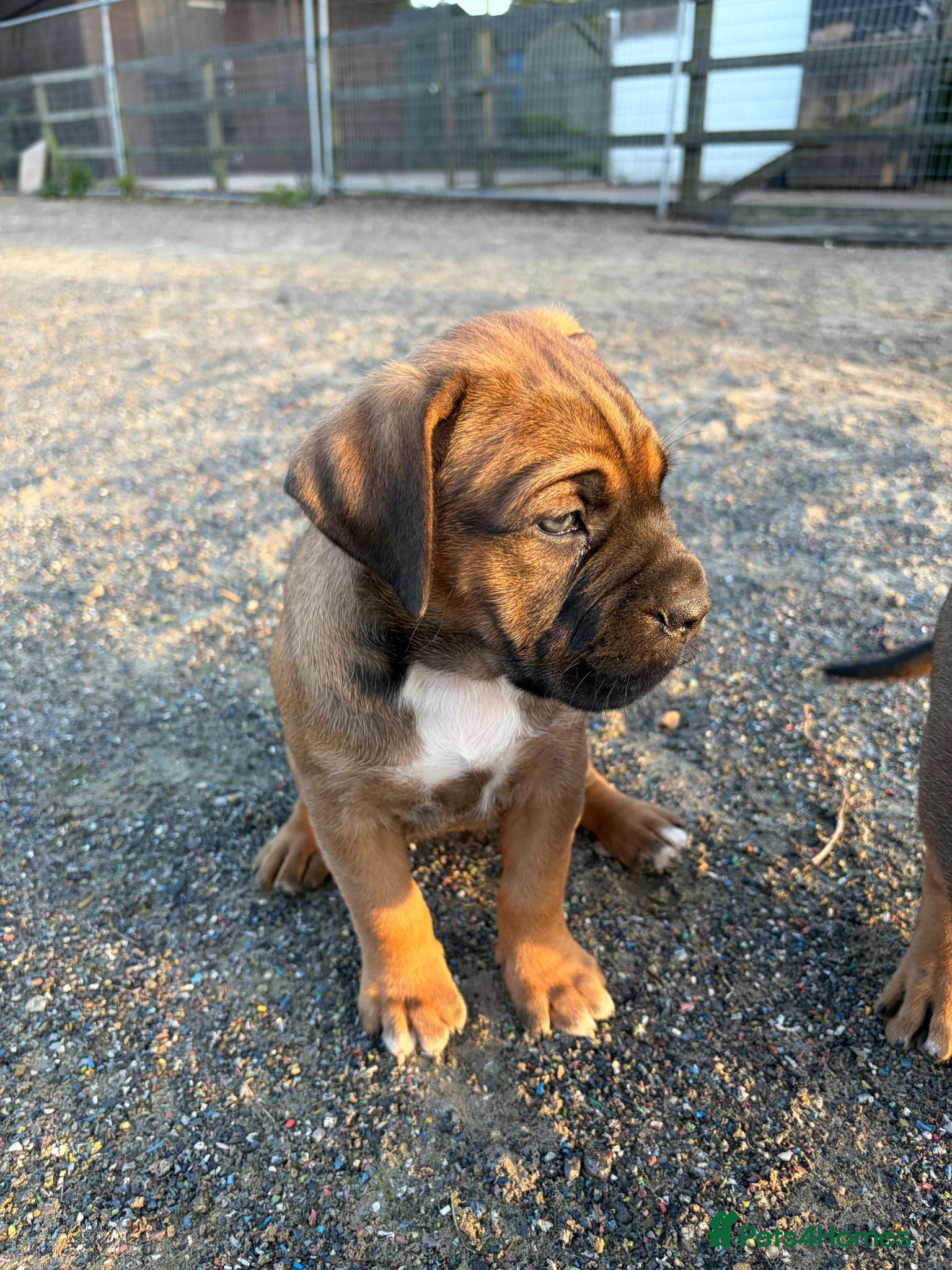 Cane Corso dogs BEAUTIFUL CANE CORSO PUPPIES - Advert 2