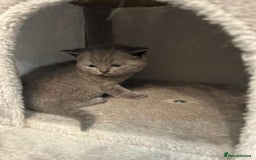 British Shorthair cats for sale: Stunning British shorthair kittens - Image 19