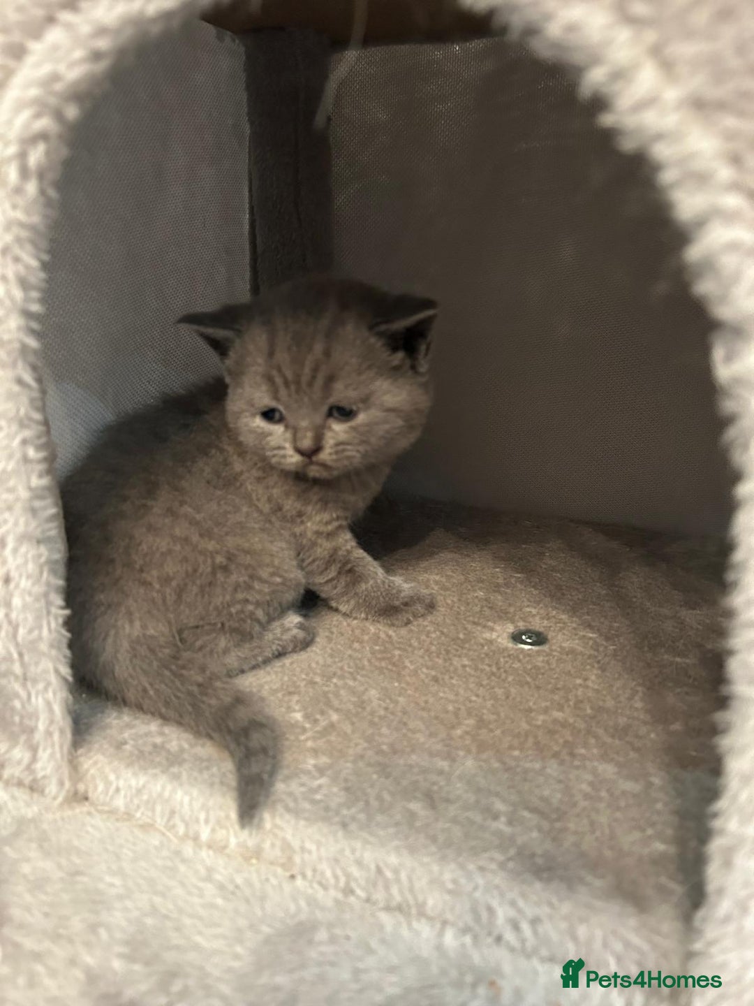 British Shorthair cats for sale: Stunning British shorthair kittens - Image 19
