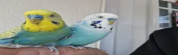 Budgerigars birds for sale: Super silly hand tamed Budgies  - Advert 8