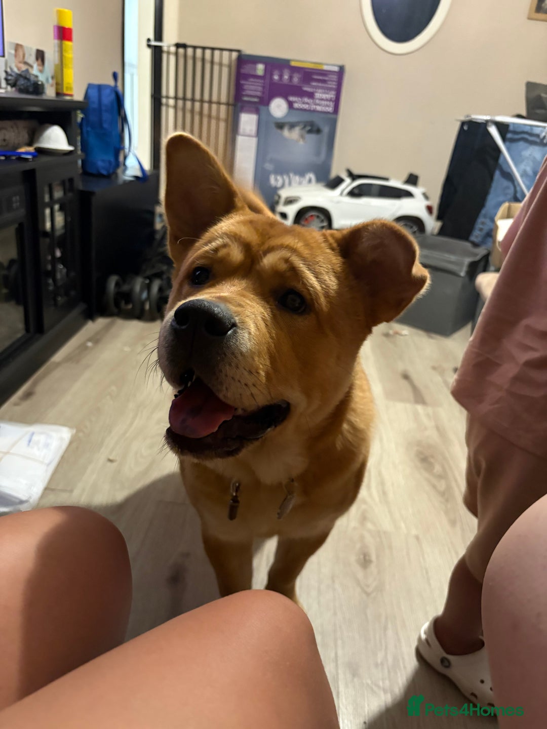 Mixed Breed dogs for sale: Chow Chow X Rottweiler  - Image 7