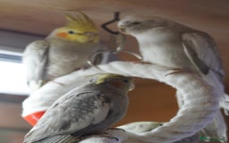 Cockatiels birds for sale: Young Cockatiels - Image 40