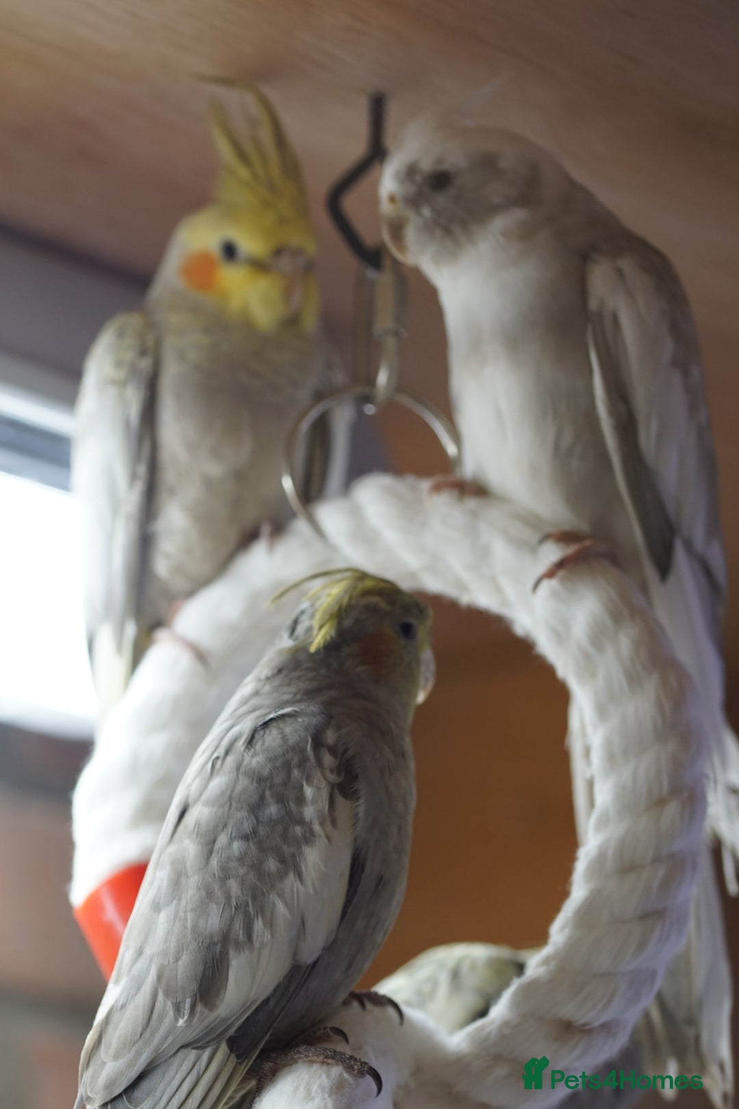 Cockatiels birds for sale: Young Cockatiels - Image 40