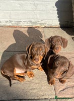 Miniature Dachshund dogs Ready Now! 3 male miniature smooth dachshunds - Advert 5