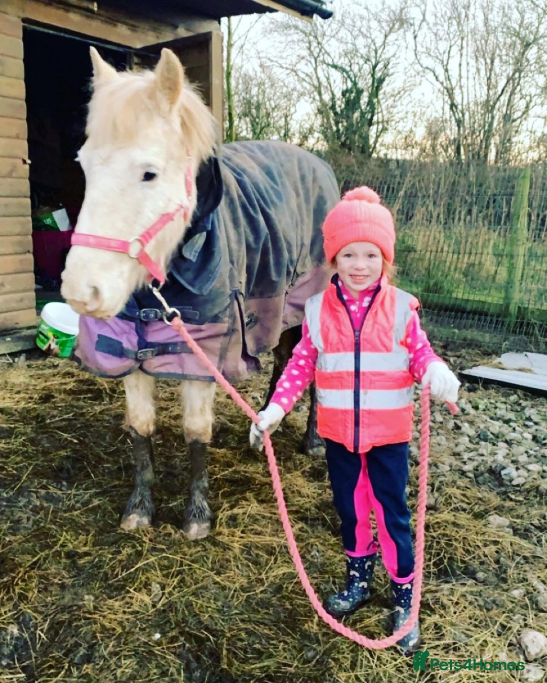 Riding pony horses for sale: For Sale Kids Lead Rein Pony! Safe and Bombproof - Advert 40