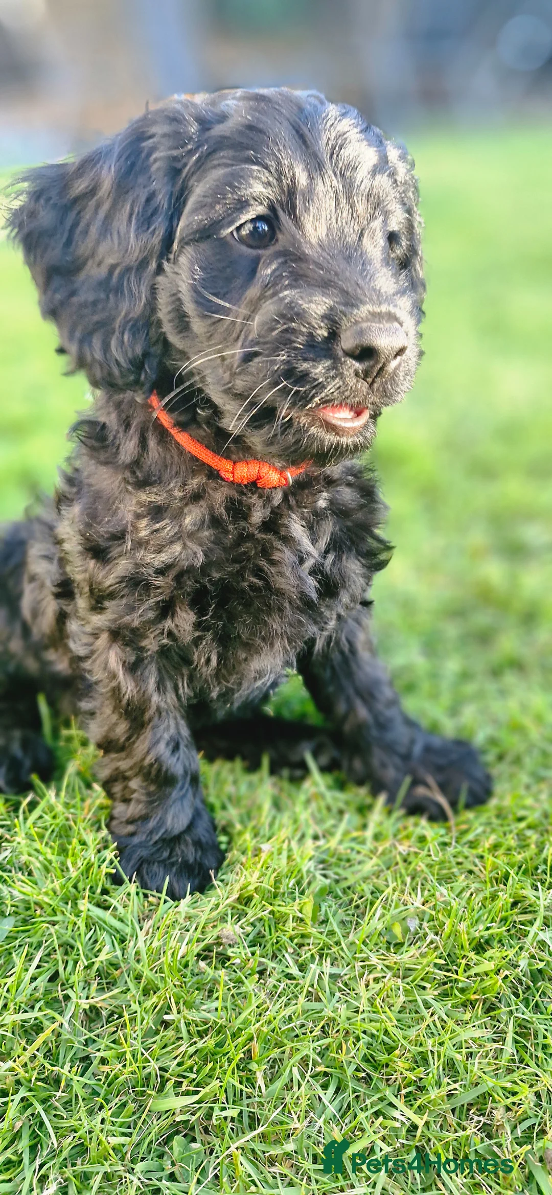 Cavapoo dogs for sale:  🐶 Cavapoo Puppies – Ready for Forever Homes! 🐶 in Irvine - Advert 5