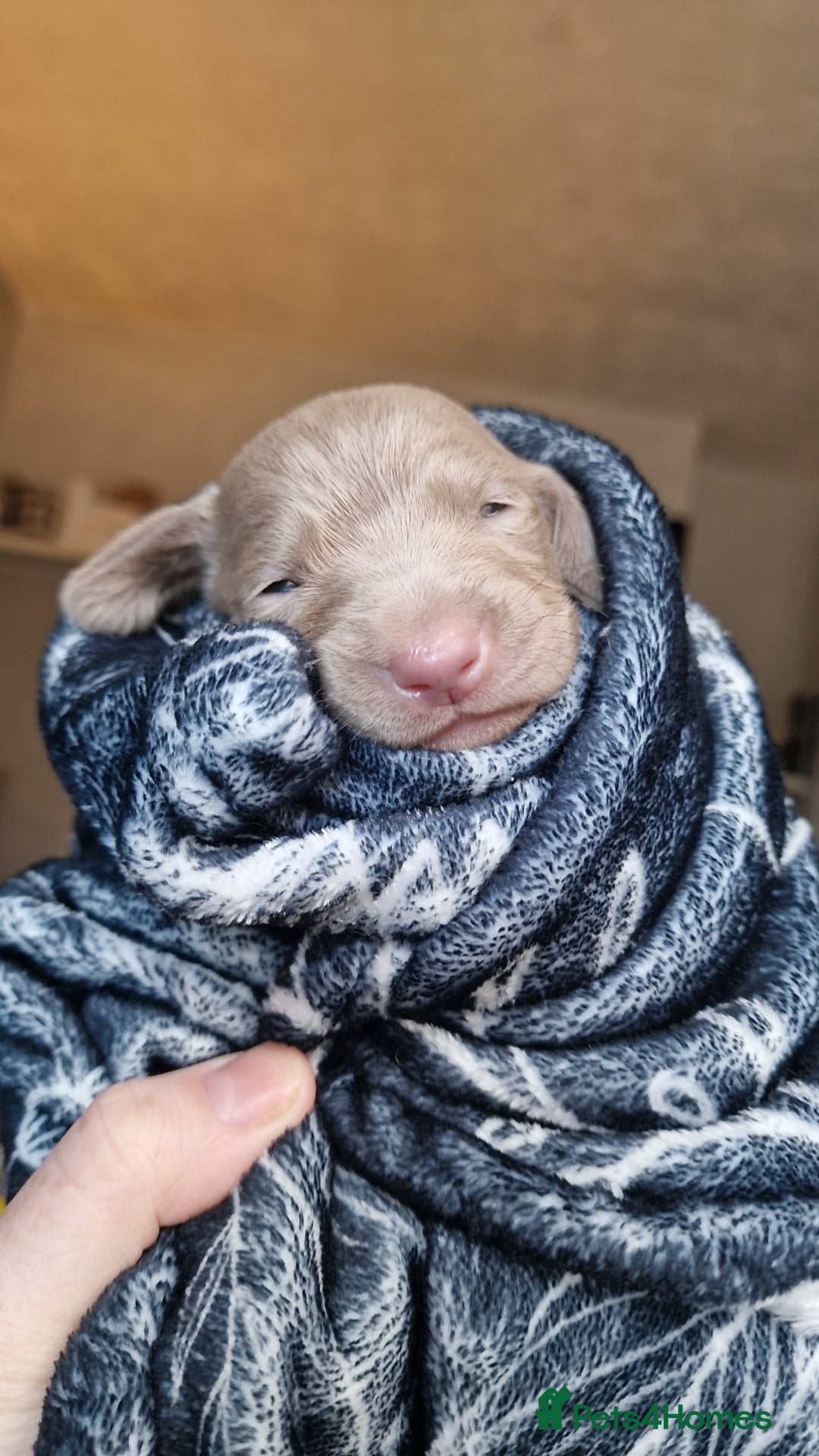 Weimaraner dogs for sale: Weimaraner Puppies Looking for Their Forver Home🐾 in Shrewsbury - Advert 18
