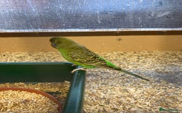 Budgerigars birds for sale: 2025 budgies - Image 5