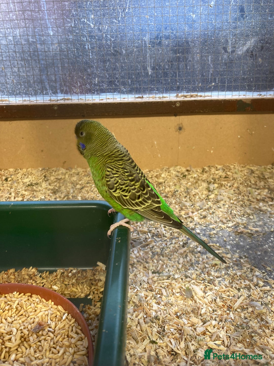 Budgerigars birds for sale: 2025 budgies - Image 5
