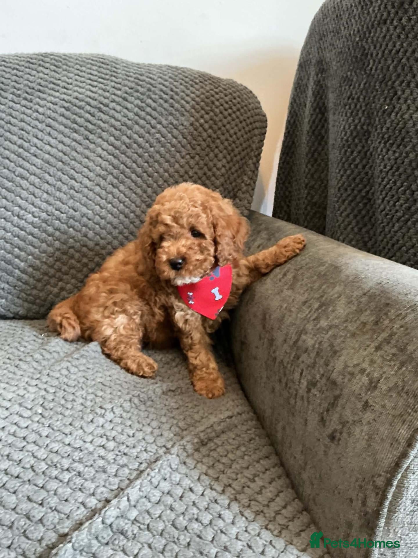 Cavapoo dogs 6 FOX RED CAVAPOO BOYS READY NOW - Advert 1