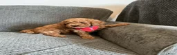 Cavapoo dogs for sale: 6 FOX RED CAVAPOO BOYS READY NOW - Advert 1