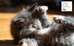 Maine Coon cats for sale: Pedigree Maine Coon Kittens (TICA) - Image 13