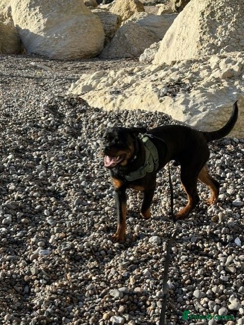 Rottweiler dogs Rehome - Frankie - Advert 1
