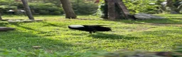 Ducks poultry for sale: Pingu: Lovesick Runner Drake Needs Fresh Start - Advert 2