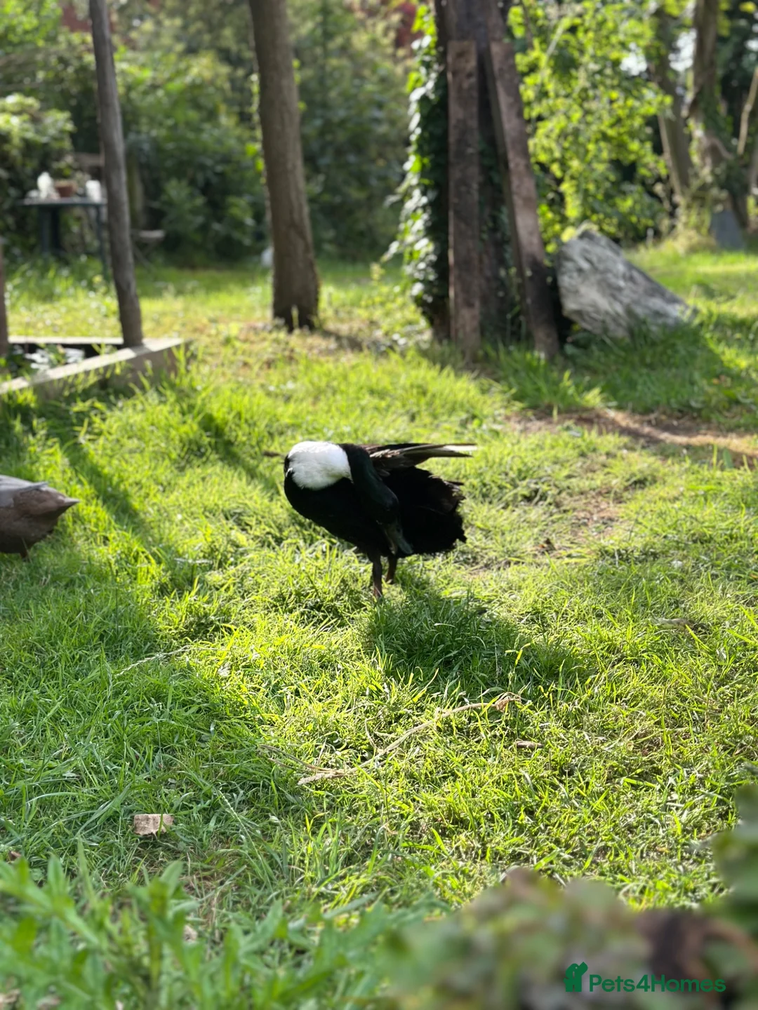 Ducks poultry for sale: Pingu: Lovesick Runner Drake Needs Fresh Start - Advert 2
