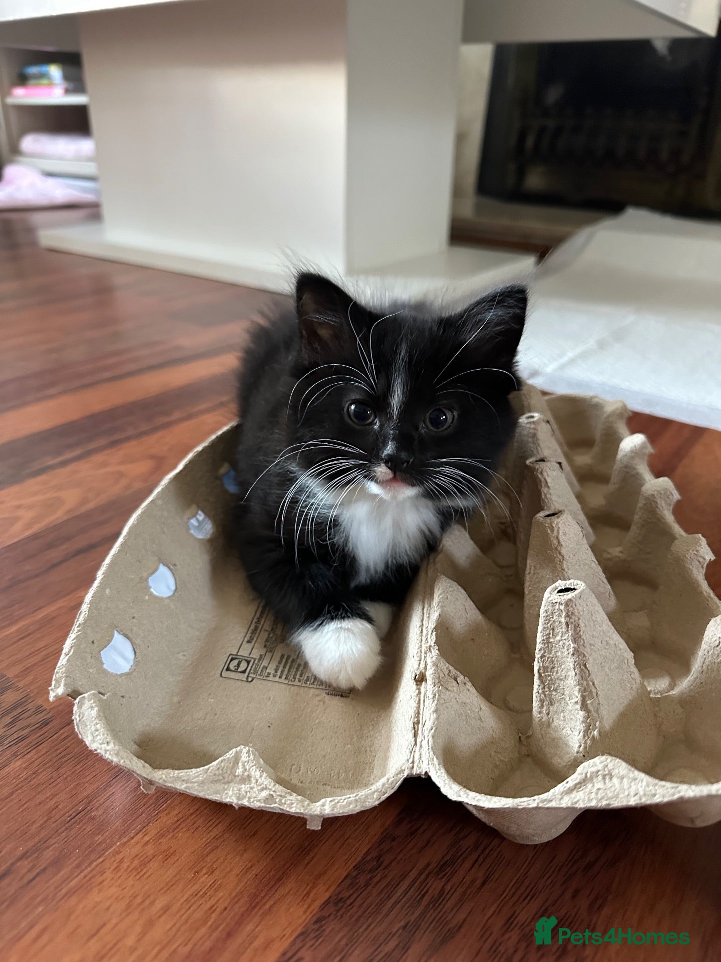 Mixed Breed cats 8 beautiful fluffy kittens 😻 - Advert 1