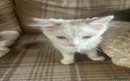 Ragdoll cats for sale: 2Male Kittens - Image 6