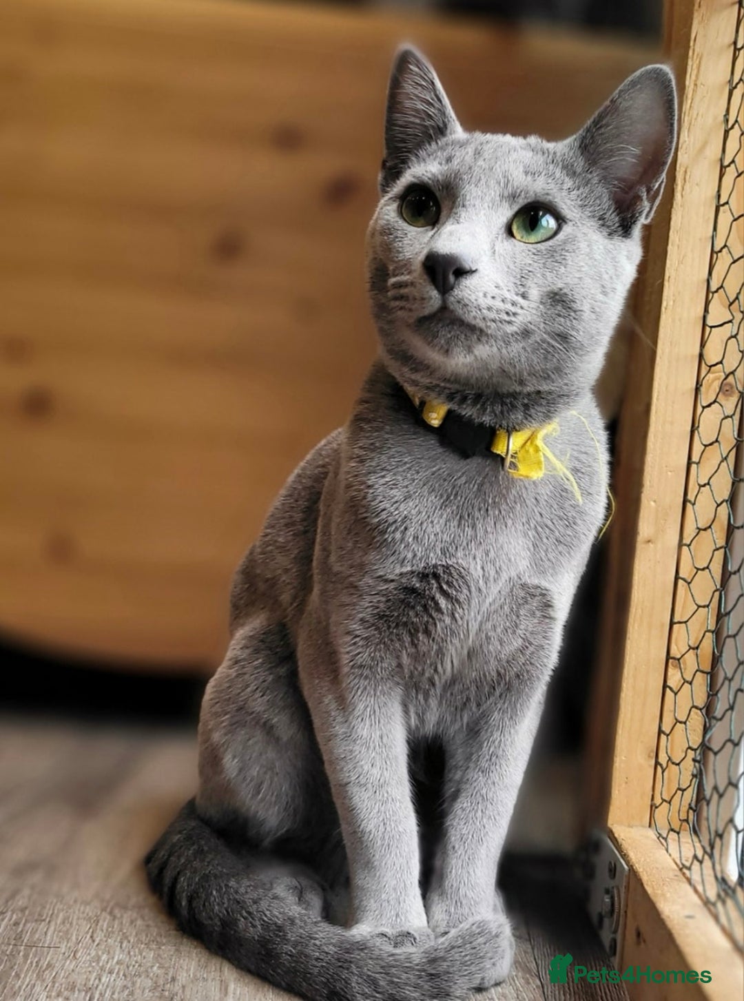 Russian Blue cats for sale: 13 weeks old Russian Blue (male) - Image 4
