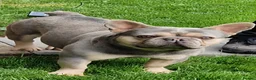Mixed Breed dogs for sale: Exceptional Blue F1 Bully Puppies - Advert 3