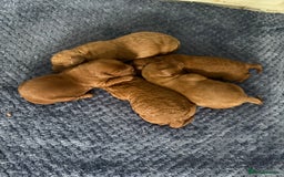 Cavapoo dogs for sale: 5 stunning cavapoo puppies  - Image 10