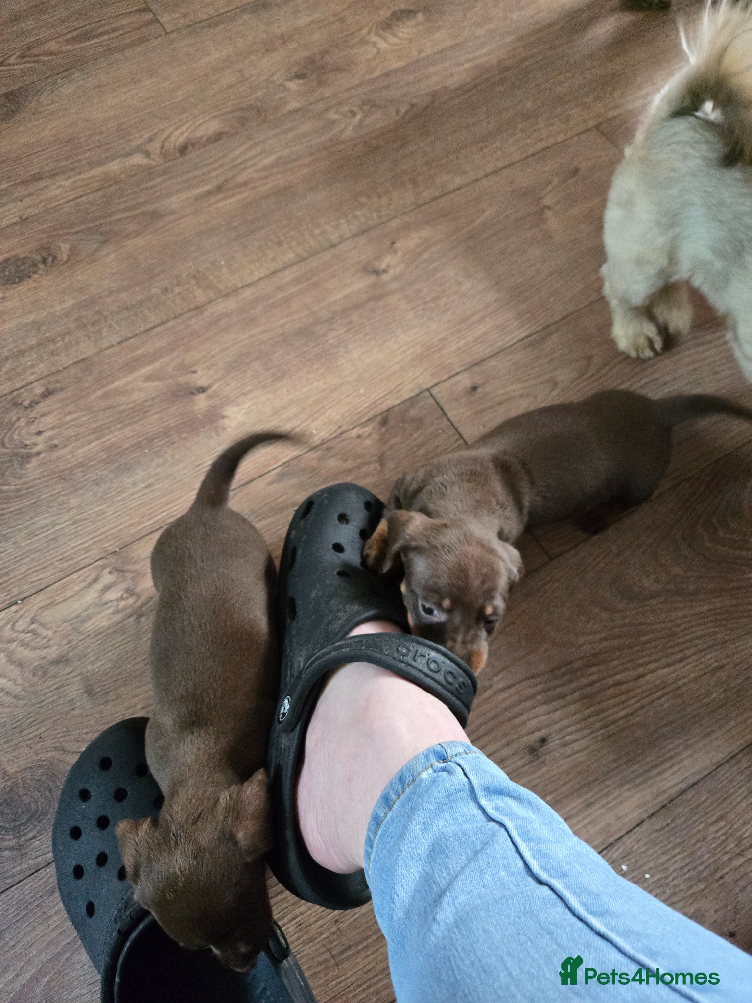 Dachshund dogs 3 beautiful dachshund puppies  - Advert 1