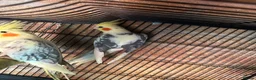 Cockatiels birds for sale: 2 pair cockatiels for sale £200 a pair  - Advert 12