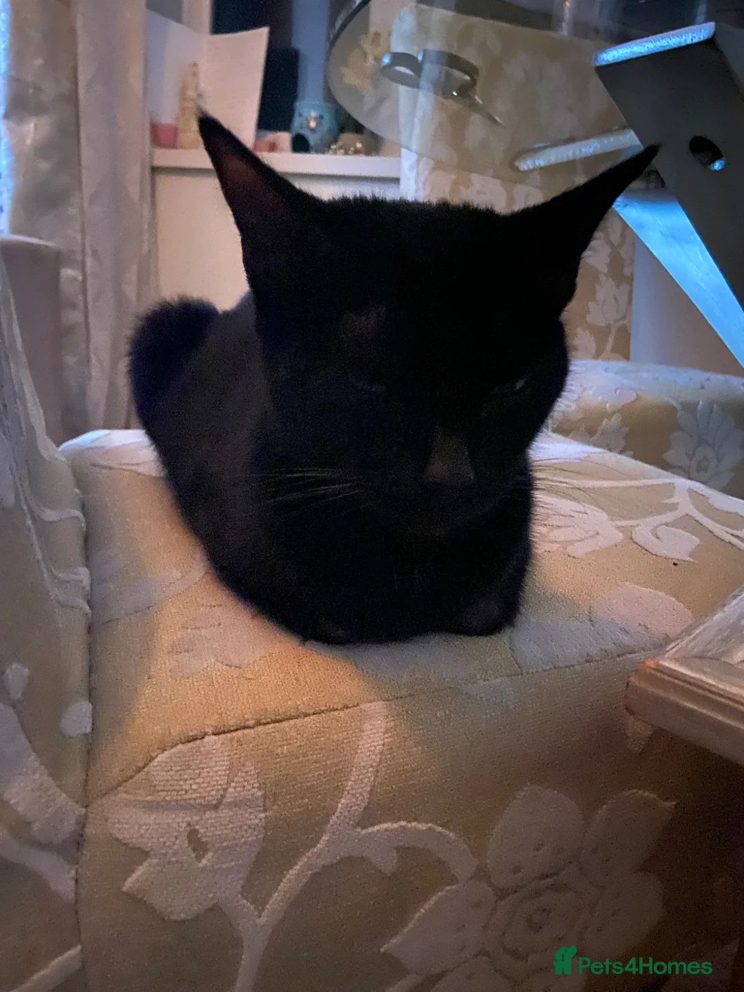 Mixed Breed cats for sale: Male kittens READY TO LEAVE  - Advert 4