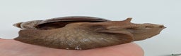 Snails invertebrates for sale: Giant African Land Snail  - Advert 2
