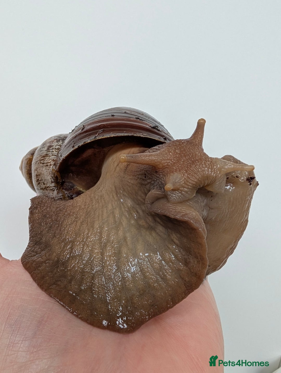 Snails invertebrates for sale: Giant African Land Snail  - Advert 2