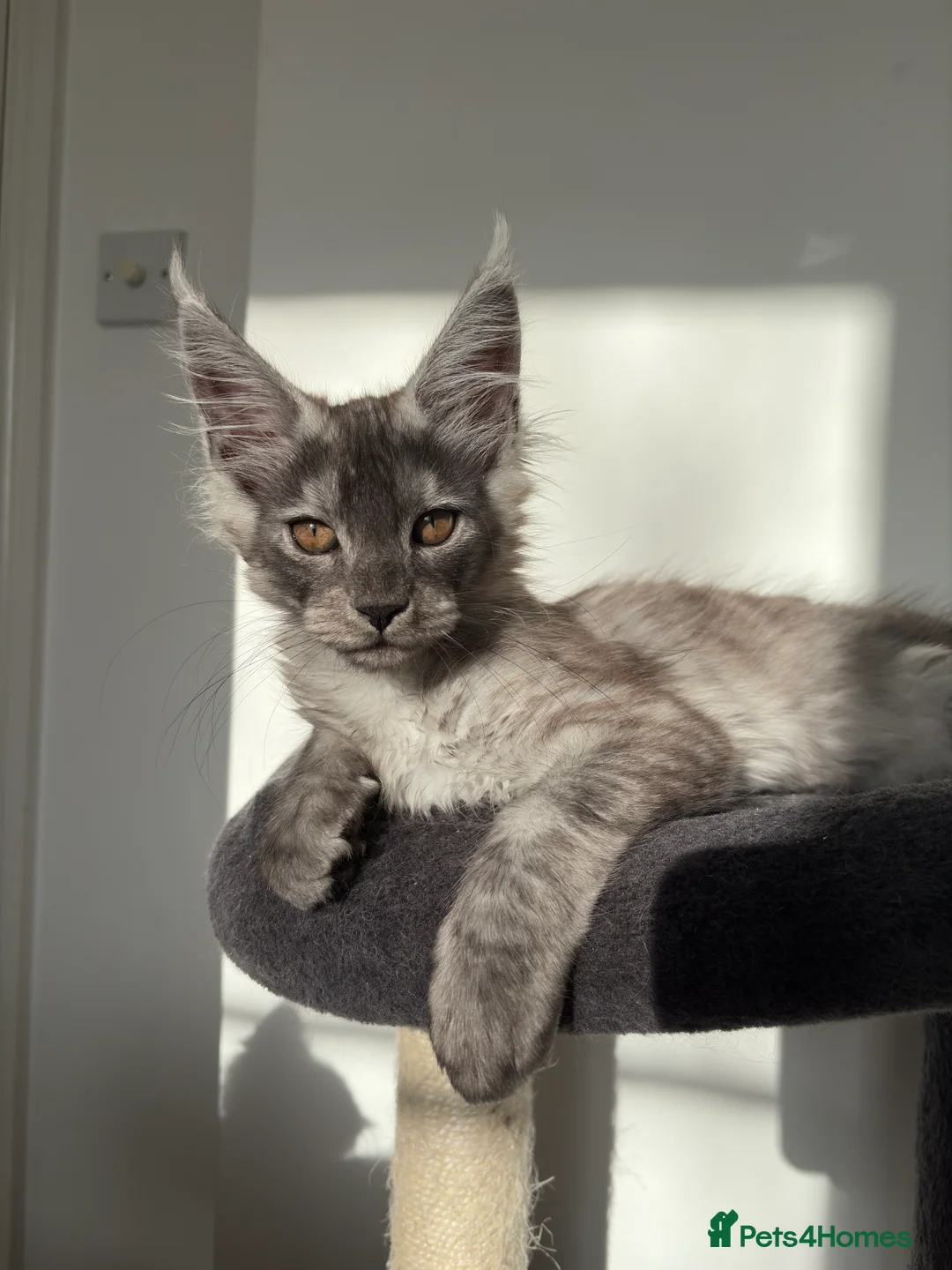 Maine Coon cats for sale: Maine coon kittens - Advert 17